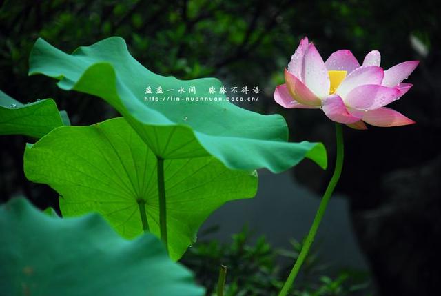 《生查子》男女情愛第一詞牌