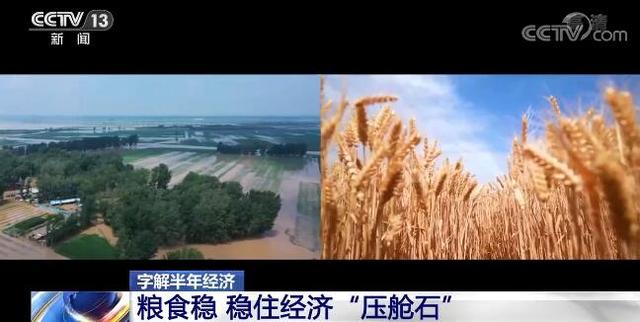 字解半年經(jīng)濟(jì)｜糧食穩(wěn) 穩(wěn)住經(jīng)濟(jì)“壓艙石”