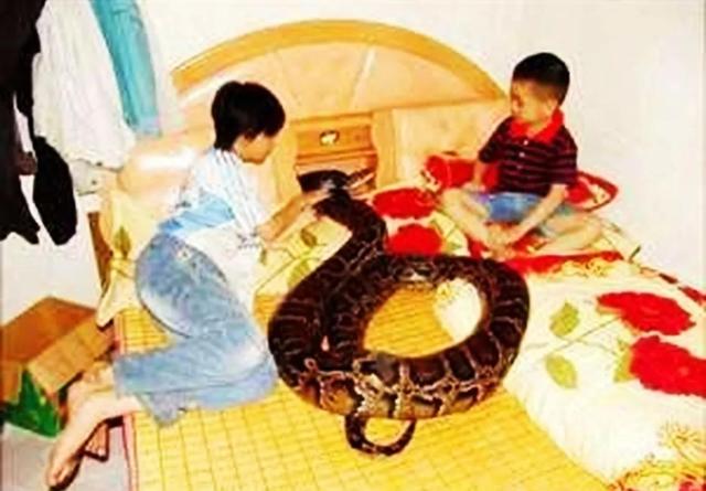 996年，海南一條巨蟒為報恩當起了“保姆”，還幫助主人發(fā)家致富"