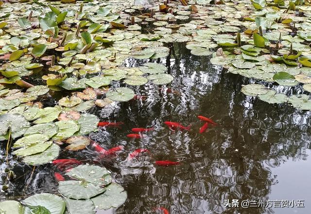 蘭州方言里稀奇古怪的52個(gè)詞，您能聽(tīng)懂幾個(gè)？
