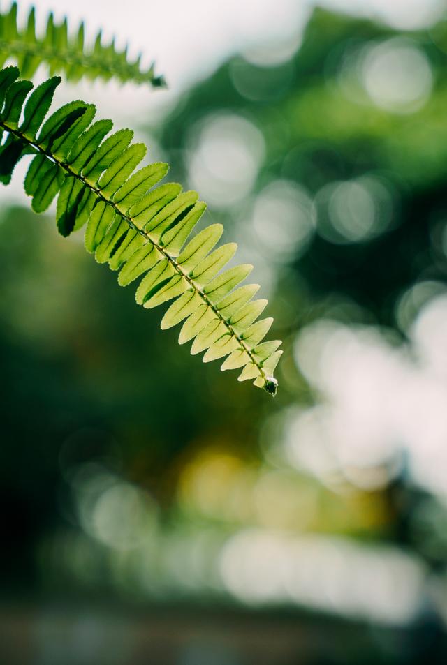 小暑不可小覷，每日里風(fēng)風(fēng)火火充滿生長(zhǎng)的希望