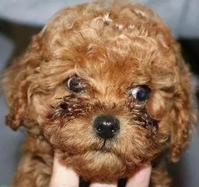 中型犬品種大全及圖片中大型犬品種大全圖片