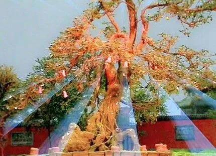 洪荒十大先天本源神樹