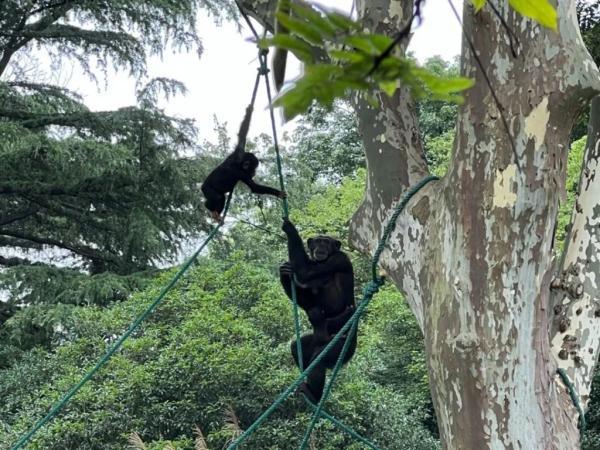 三伏天防毛孩子中暑 上海動(dòng)物園“涼方”大盤點(diǎn)
