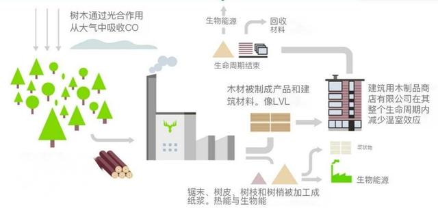 桉樹被稱亡國樹、斷子絕孫樹、缺德樹，人類卻還要種植，為啥？