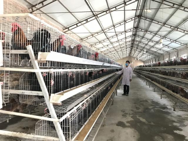 邊雞保種：留給未來的種子