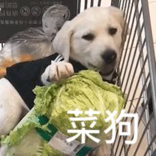 論給狗狗“起名”，我們鏟屎官就沒輸過
