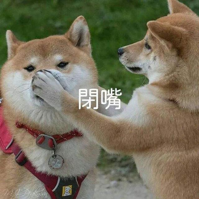 論給狗狗“起名”，我們鏟屎官就沒輸過