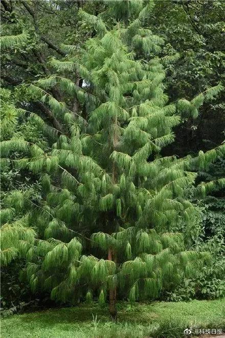 洪荒十大先天本源神樹
