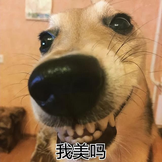 論給狗狗“起名”，我們鏟屎官就沒輸過