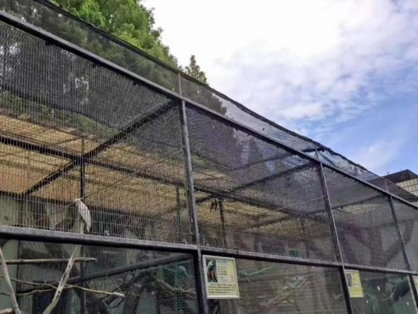 三伏天防毛孩子中暑 上海動(dòng)物園“涼方”大盤點(diǎn)