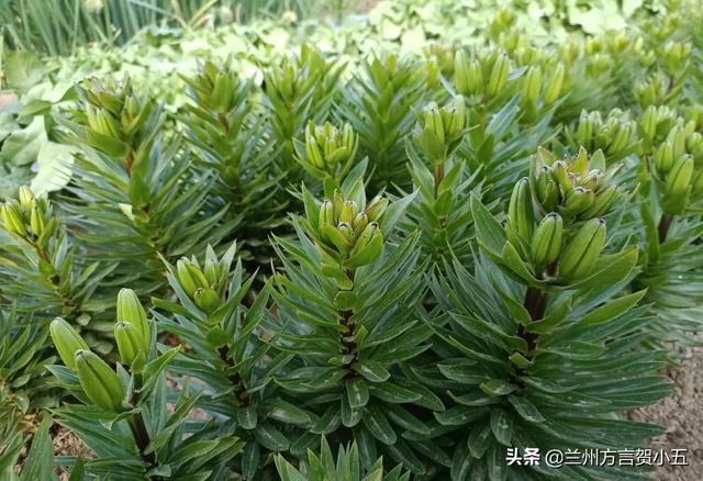蘭州方言里稀奇古怪的52個(gè)詞，您能聽(tīng)懂幾個(gè)？