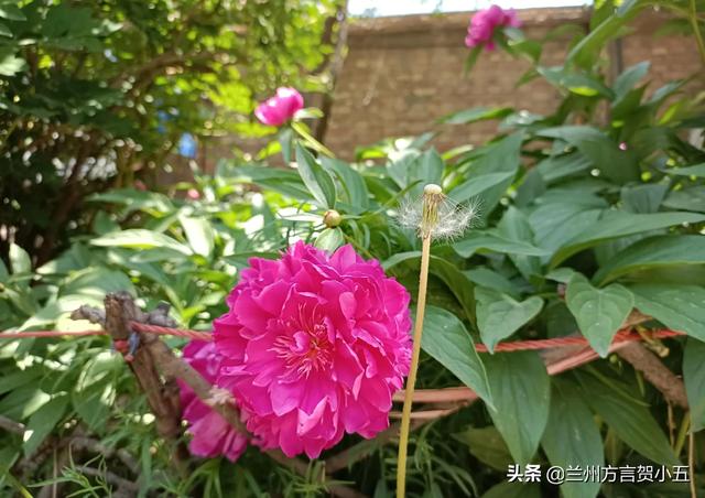 蘭州方言里稀奇古怪的52個(gè)詞，您能聽(tīng)懂幾個(gè)？