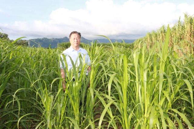 這位福建人的“小小一株草”，何以成為中國驕傲？