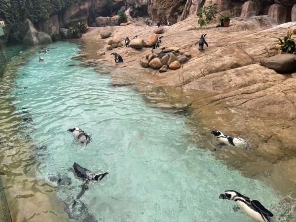 三伏天防毛孩子中暑 上海動(dòng)物園“涼方”大盤點(diǎn)