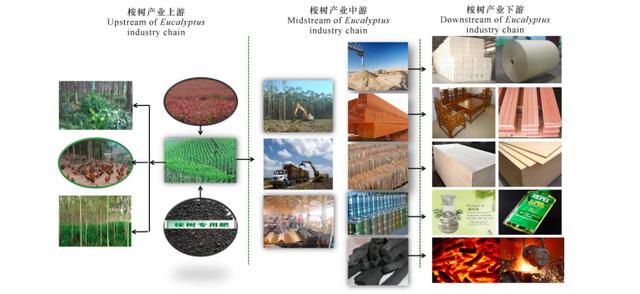 桉樹被稱亡國樹、斷子絕孫樹、缺德樹，人類卻還要種植，為啥？