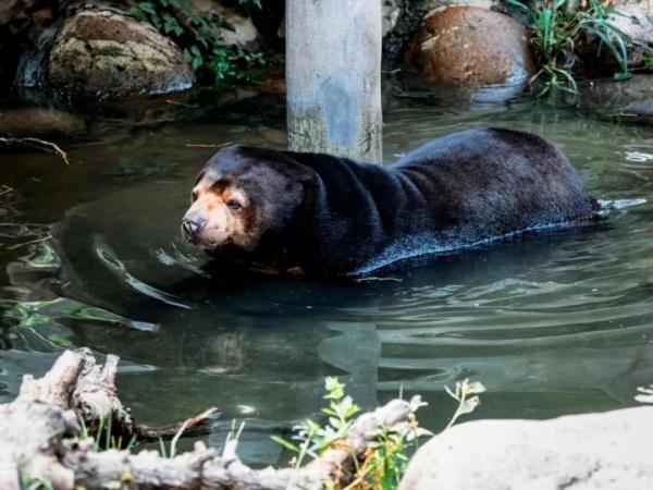 三伏天防毛孩子中暑 上海動(dòng)物園“涼方”大盤點(diǎn)