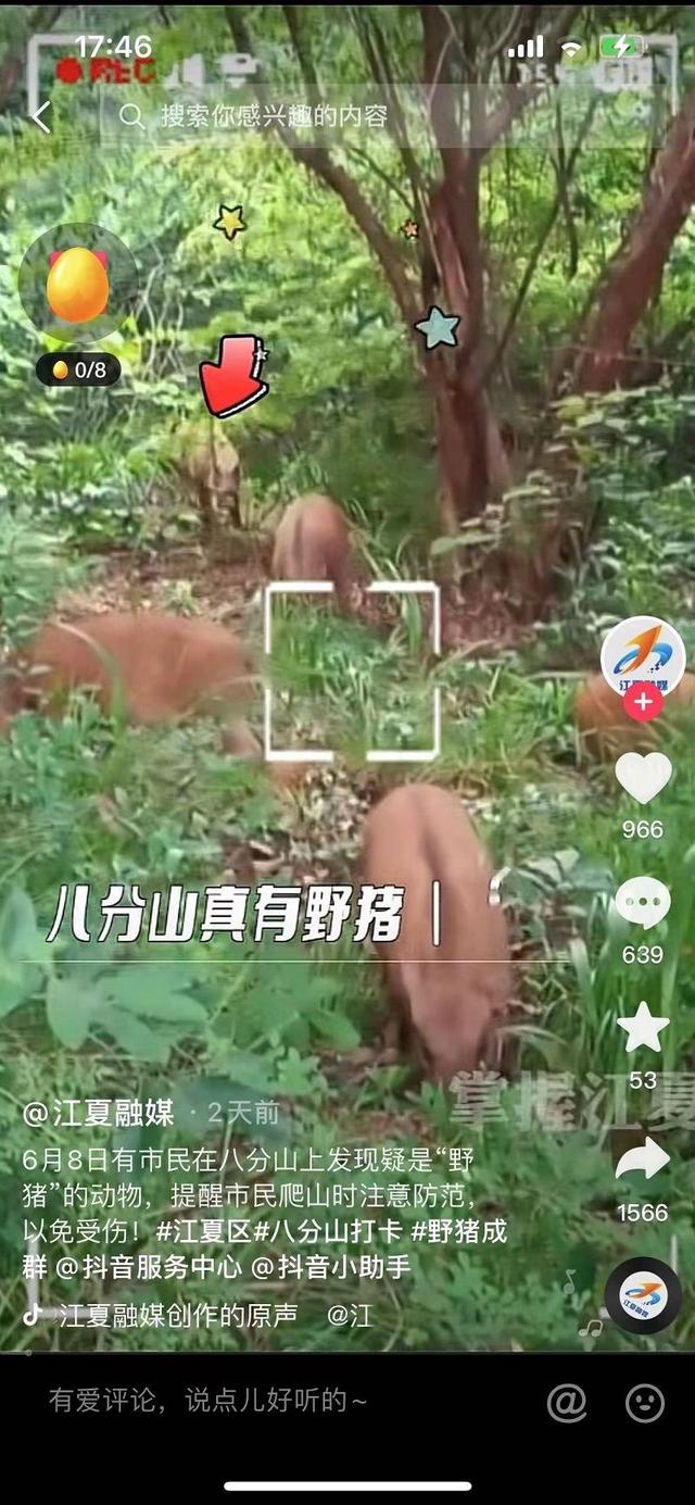 號(hào)稱武漢最野的山，到底有多野？提醒來(lái)了