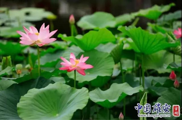 這座未來(lái)的典范城市，“妙”在哪兒？