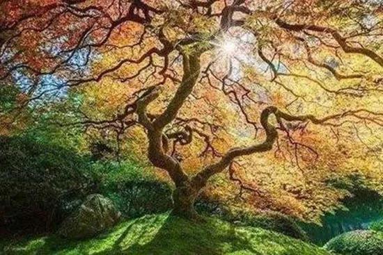洪荒十大先天本源神樹