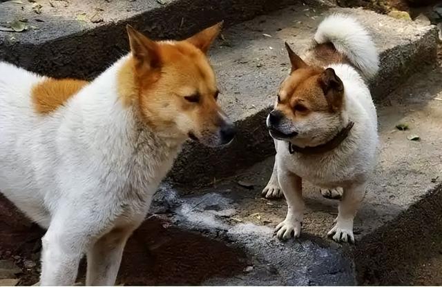 適合家養(yǎng)的“幾大護(hù)衛(wèi)犬”，養(yǎng)一只在家里，睡覺都踏實(shí)