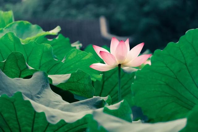 小暑不可小覷，每日里風(fēng)風(fēng)火火充滿生長(zhǎng)的希望