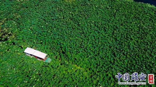 這座未來(lái)的典范城市，“妙”在哪兒？