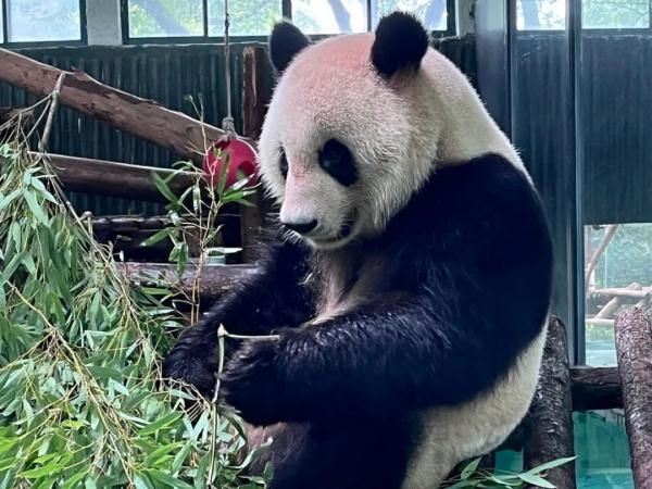 三伏天防毛孩子中暑 上海動(dòng)物園“涼方”大盤點(diǎn)
