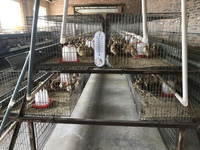 邊雞保種：留給未來的種子