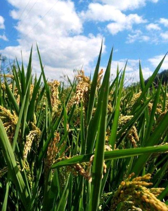 精字五行屬什么屬性？精字的五行屬性是什么！