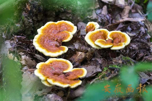 明開頭的成語？明開頭的成語有哪些！