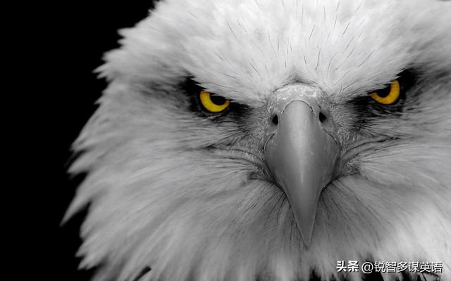 命開頭的成語？合開頭的成語接龍大全集最長調(diào)！