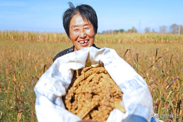 朱字的五行及含義？朱字屬性_五行！