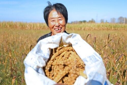 朱屬于什么五行屬性？朱字屬于五行屬什么！