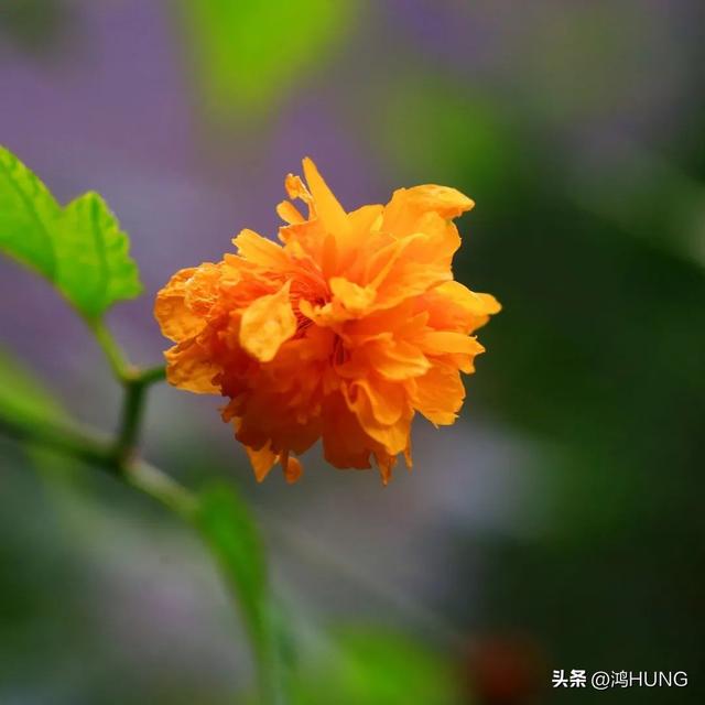 盛五行屬性是什么？成五行屬性是什么字！