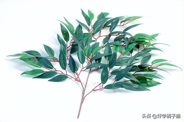 桉的意思和寓意解釋？桉是什么寓意！