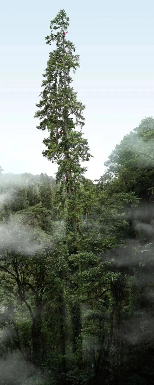 桉字取名的寓意男孩？桉字取名的寓意男孩名字！
