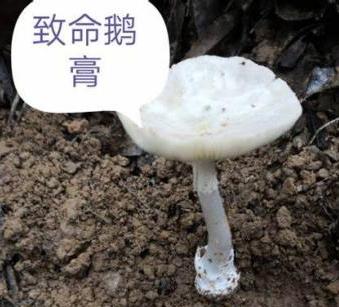 五行吐納術(shù)？發(fā)字的五行！