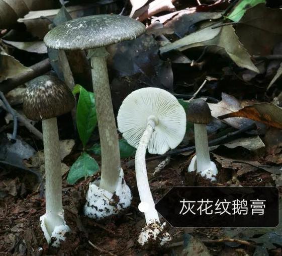 五行吐納術(shù)？發(fā)字的五行！
