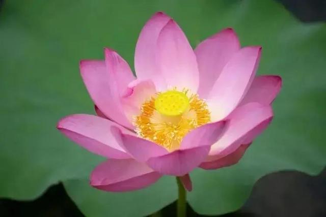 周易起名官網(wǎng)？國學周易起名官網(wǎng)！