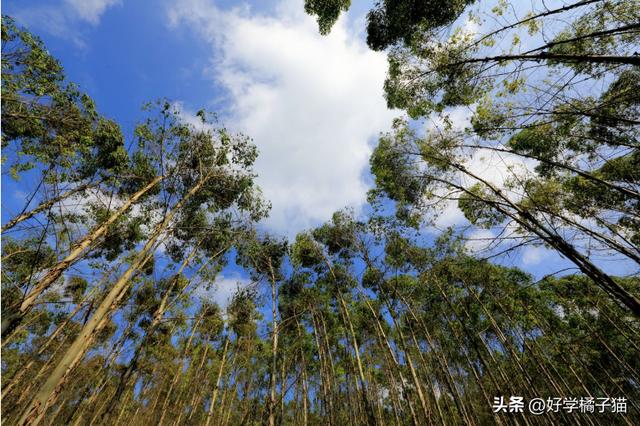桉的意思和寓意解釋？桉是什么寓意！