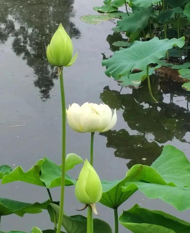 周易起名官網(wǎng)？國學周易起名官網(wǎng)！