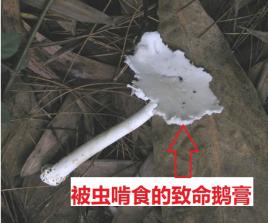 五行吐納術(shù)？發(fā)字的五行！