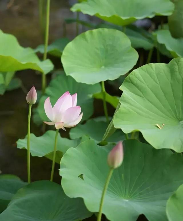 周易起名官網(wǎng)？國學周易起名官網(wǎng)！