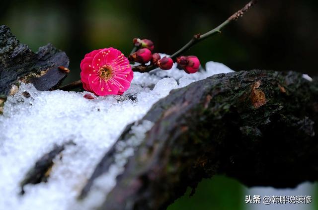 桂的五行屬性是屬什么？桂的五行屬性是什么！