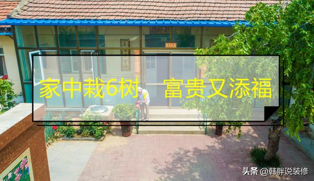 桂的五行屬性是屬什么？桂的五行屬性是什么！