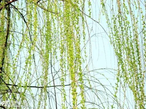 獨(dú)開頭的成語有哪些？獨(dú)開頭的成語大全四個(gè)字！