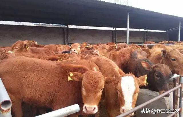 養(yǎng)殖場起名字大全免費？養(yǎng)殖場起名字大全免費4字！