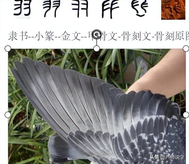 翎字五行屬什么？翎字取名寓意及含義！