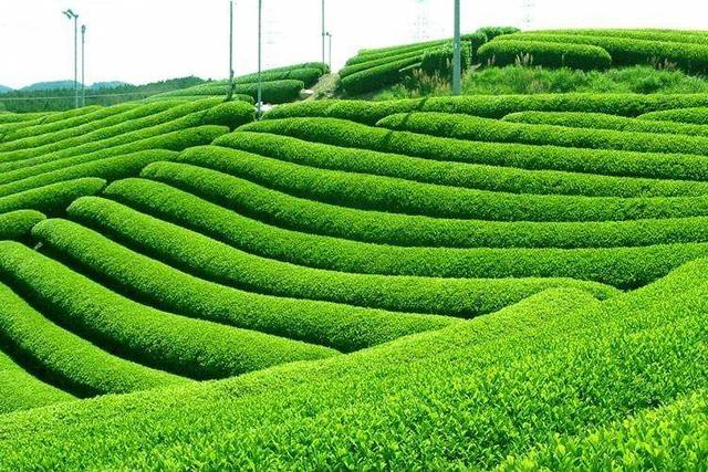 籯的意思？金滿籯的意思！